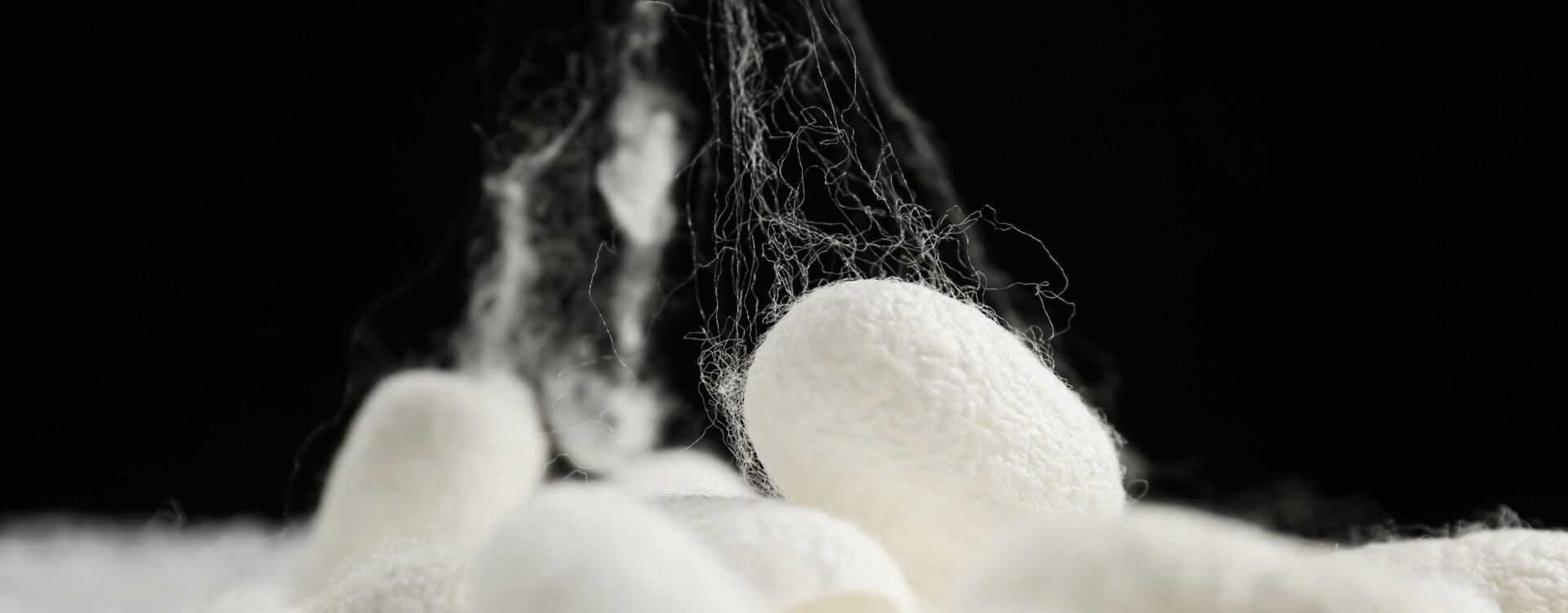Heap of white silk cocoons on black background, closeup