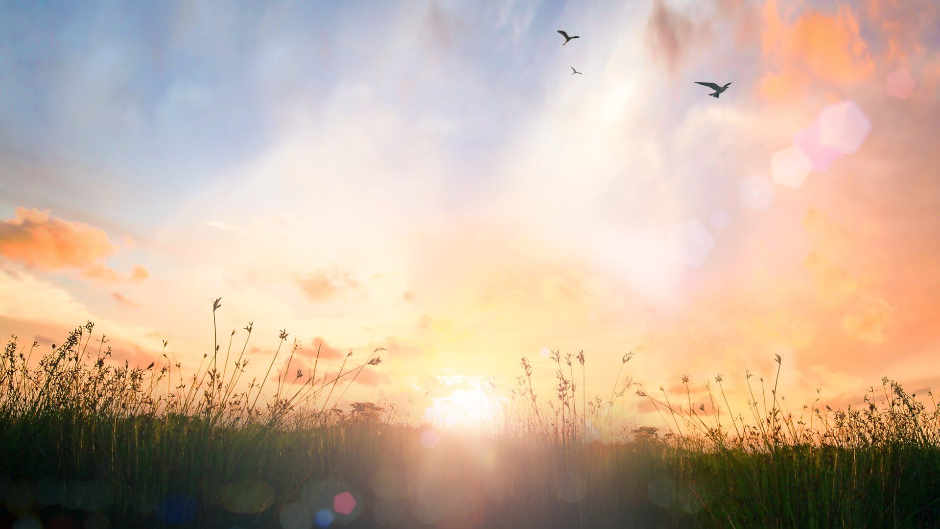 World environment day concept: Beautiful meadow and sky autumn sunrise background